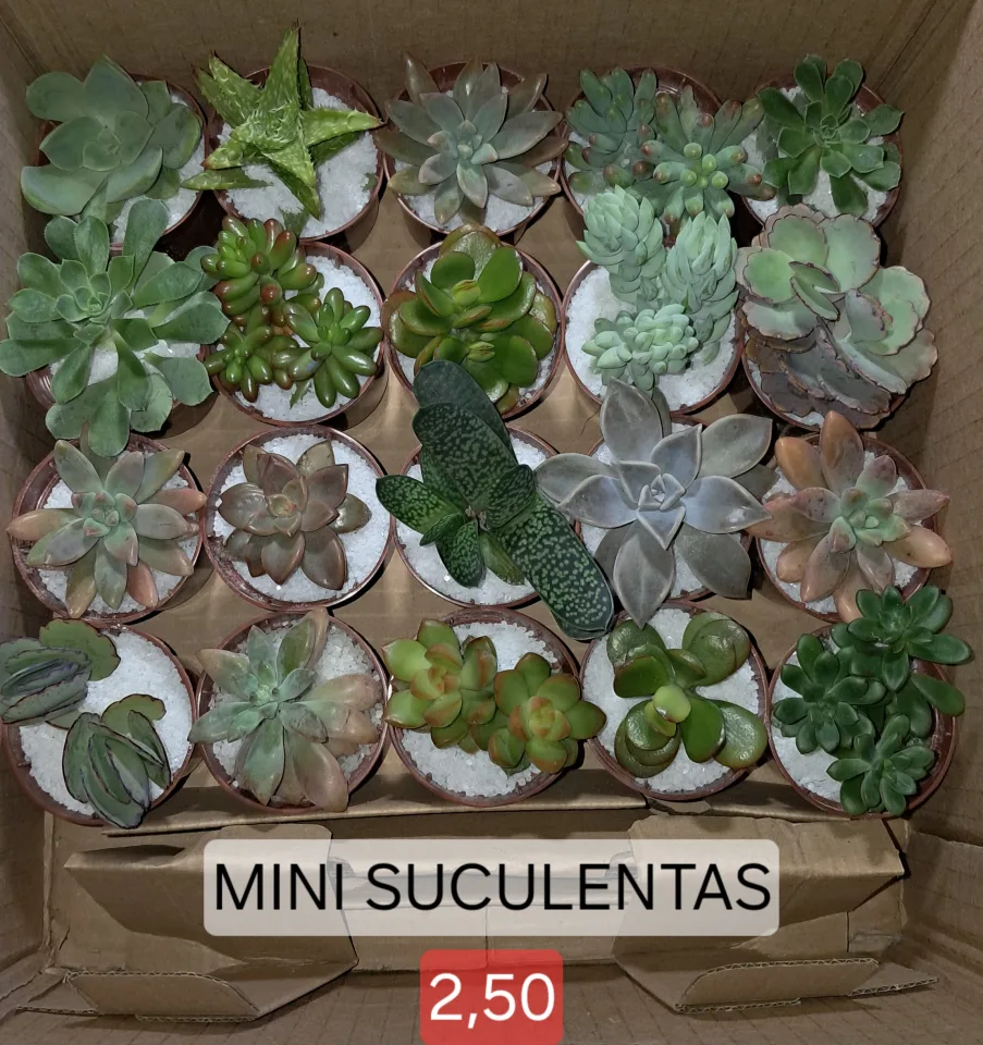 Mini Suculentas para Lembrancinhas